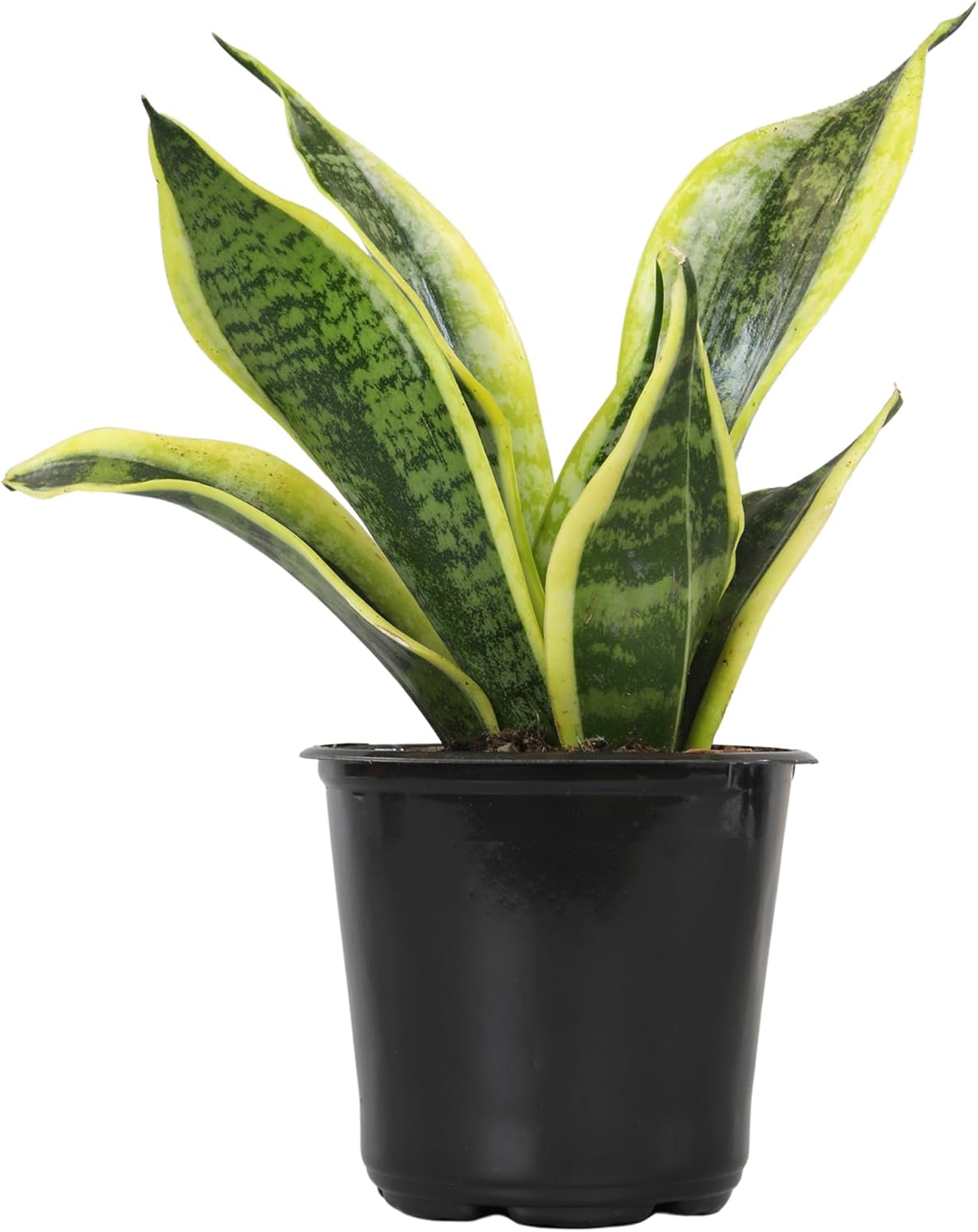 Altman Plants Live Snake Plant (Superba), Approx. 13″ Tall, Virtually Indestructible, Easy Succulent Houseplant, 4 in Pot