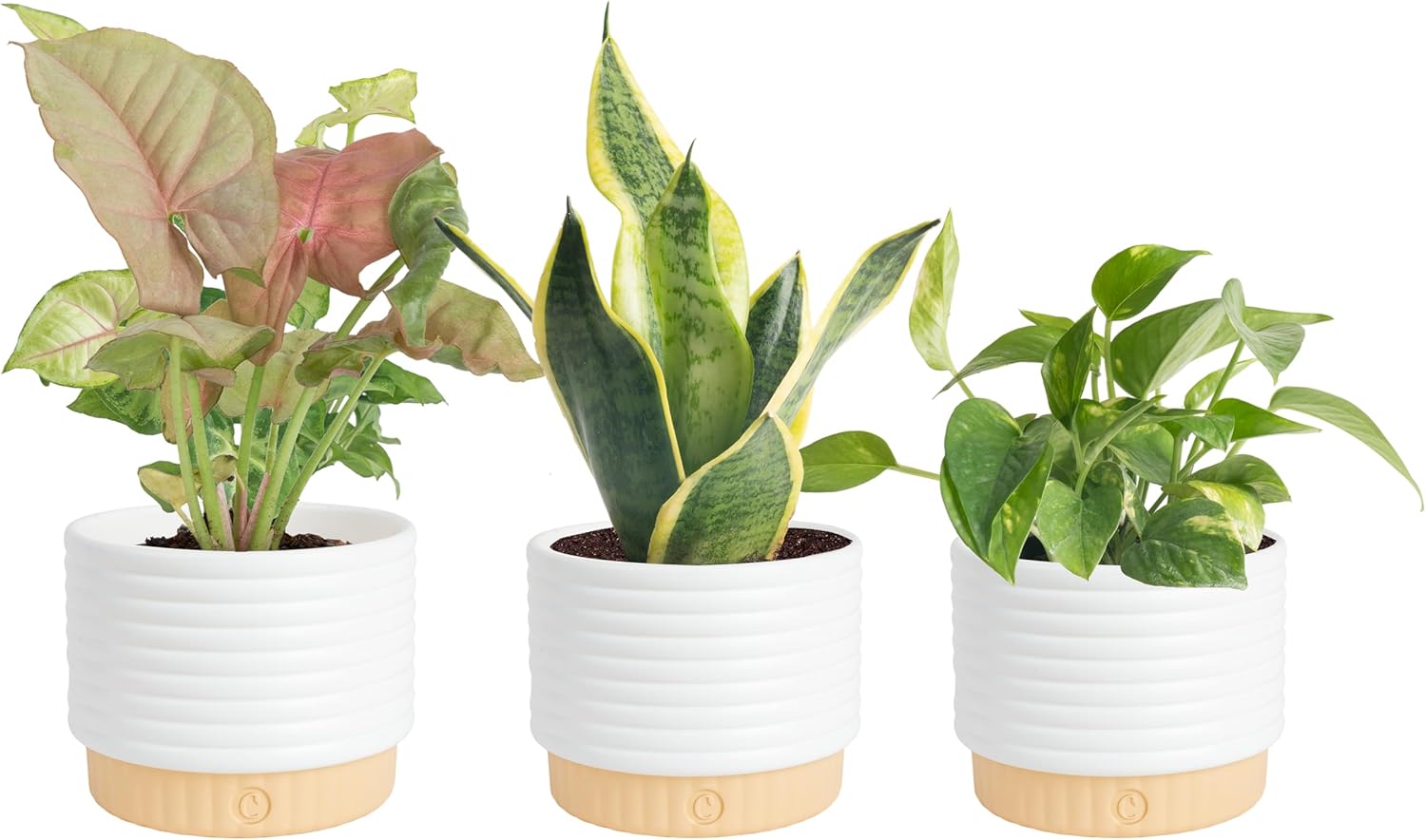 Costa Farms Live Indoor House Plants (3-Pack), Hand Selected Easy to Maintain Indoor Assorted Houseplants in Plant Pots, Curated Air Purifying Mix, Low Light, Home Office Decor Plant Gift
