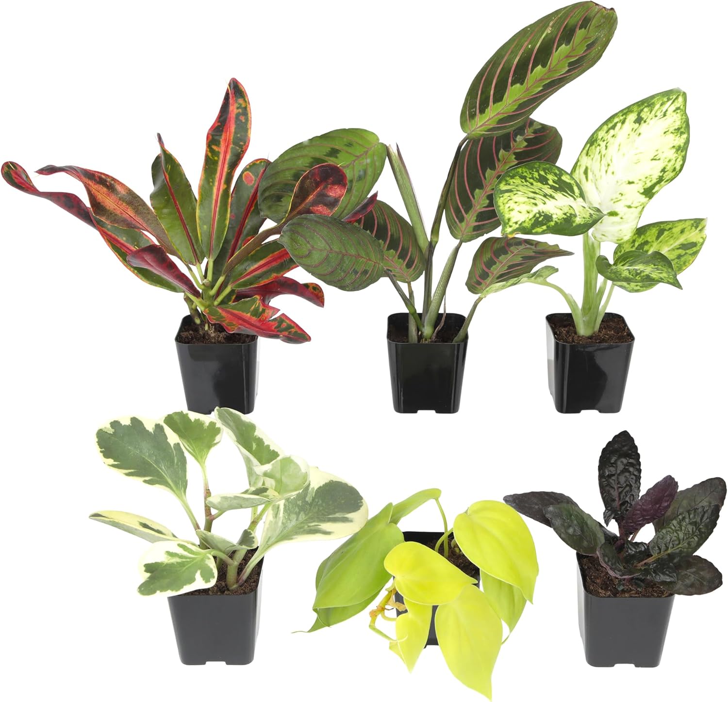 Easy to Grow Live Houseplants (6 Pack), Deluxe Collection of Assorted Air Purifying Indoor Plants, Peperomia, Spider Plants, No Duplicates, Pothos, Easy Plant Care, 2 in Pots, Begonia, Croton