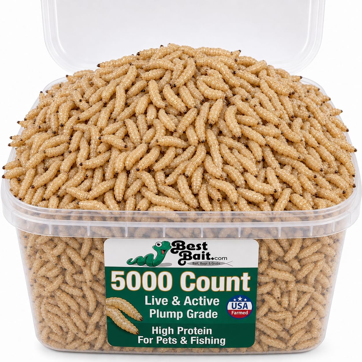 500 Count Premium Live Blue Bottle Fly Maggots (Spikes) – Fishing Bait for Trout, Perch, Crappie & Panfish