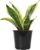 Altman Plants Live Snake Plant (Superba), Approx. 13″ Tall, Virtually Indestructible, Easy Succulent Houseplant, 4 in Pot