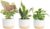 Costa Farms Live Indoor House Plants (3-Pack), Hand Selected Easy to Maintain Indoor Assorted Houseplants in Plant Pots, Curated Air Purifying Mix, Low Light, Home Office Decor Plant Gift