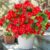 Daynight 4 Pcs Artificial Impatiens Flowers for Outdoor Flowers UV Resistant Faux Red Flowers Impatiens Bushes Silk Artificial Flowers Bouquet for Patio Garden Porch Decor (4, Red)