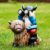Joint Honglin Solar Garden Statues Resin Gnome Sitting on Highland Cow Outdoor Telescope Gnome Decorations Yard Ornament for Patio Lawn Balcony, Unique Housewarming Birthday Gifts for Mom Dad