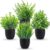 Der Rose 4 Pack Small Fake Plants in Black Pots, Bathroom Office Decor | No-watering artificial plants, gothic black pot style, for shelf desk office kitchen table and Halloween fall home decor